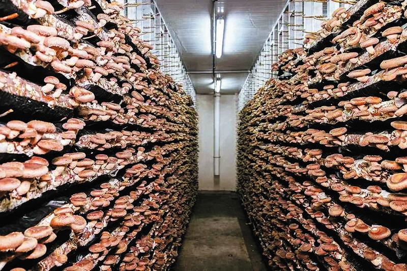 һ乽@G Sh㹽a(chn)I(y)ĳL(zhng)c͑׃